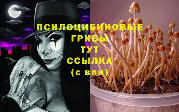 индика Белокуриха